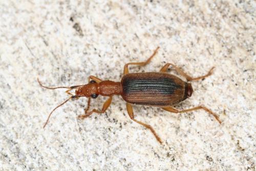 Réf. 329 273 : Drypta distincta